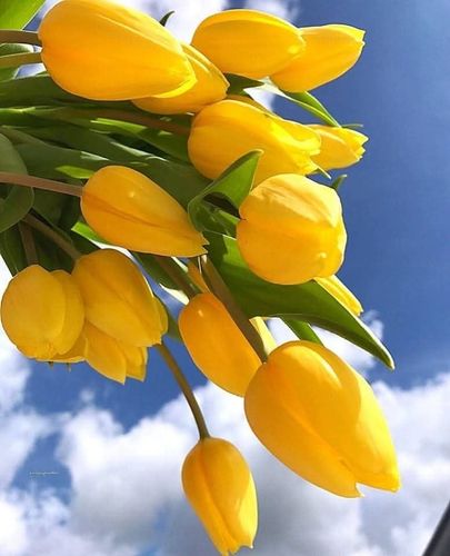 Virág helyett- zene